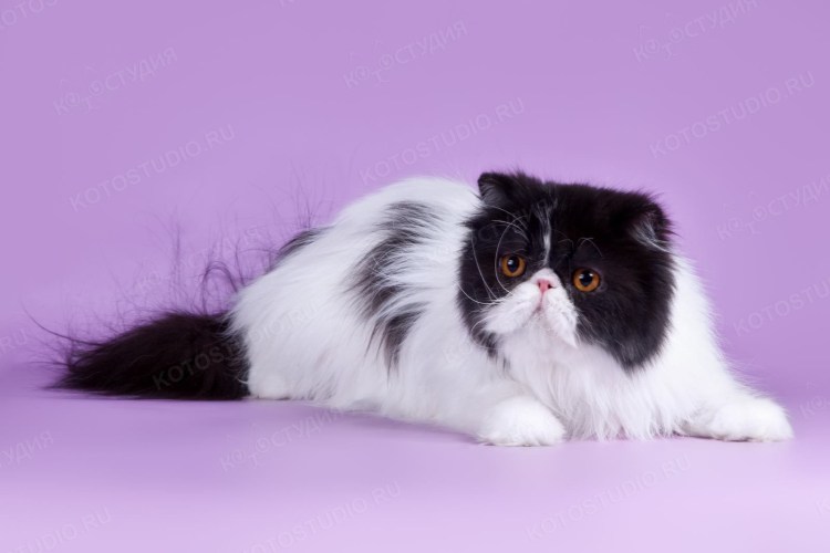 Белый длинношерстный кот