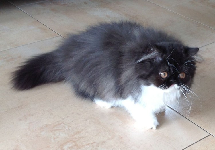 Персидский кот