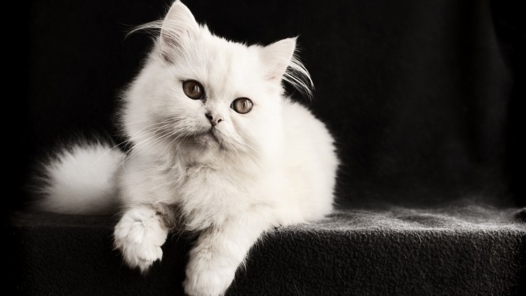 Персидская шиншилла