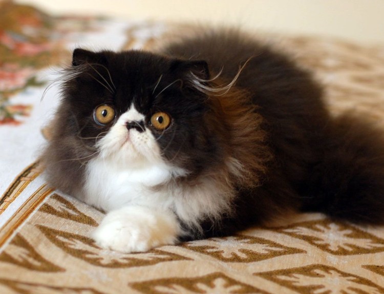 Черно белые коты пушистые