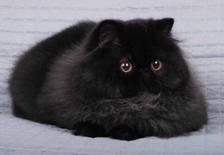 Милые котята