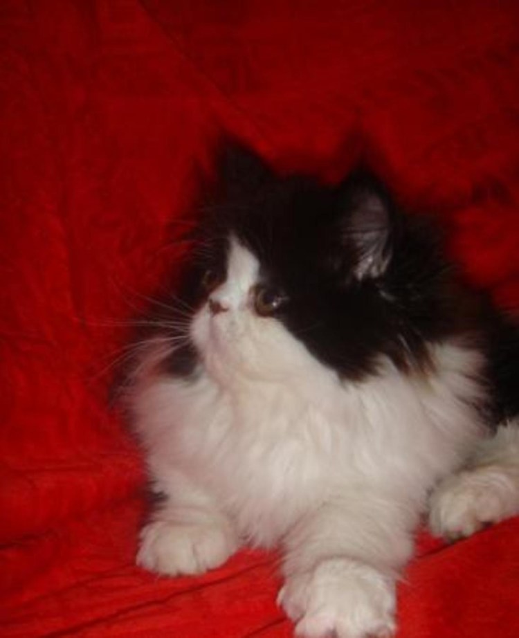 Персидская вислоухая кошка