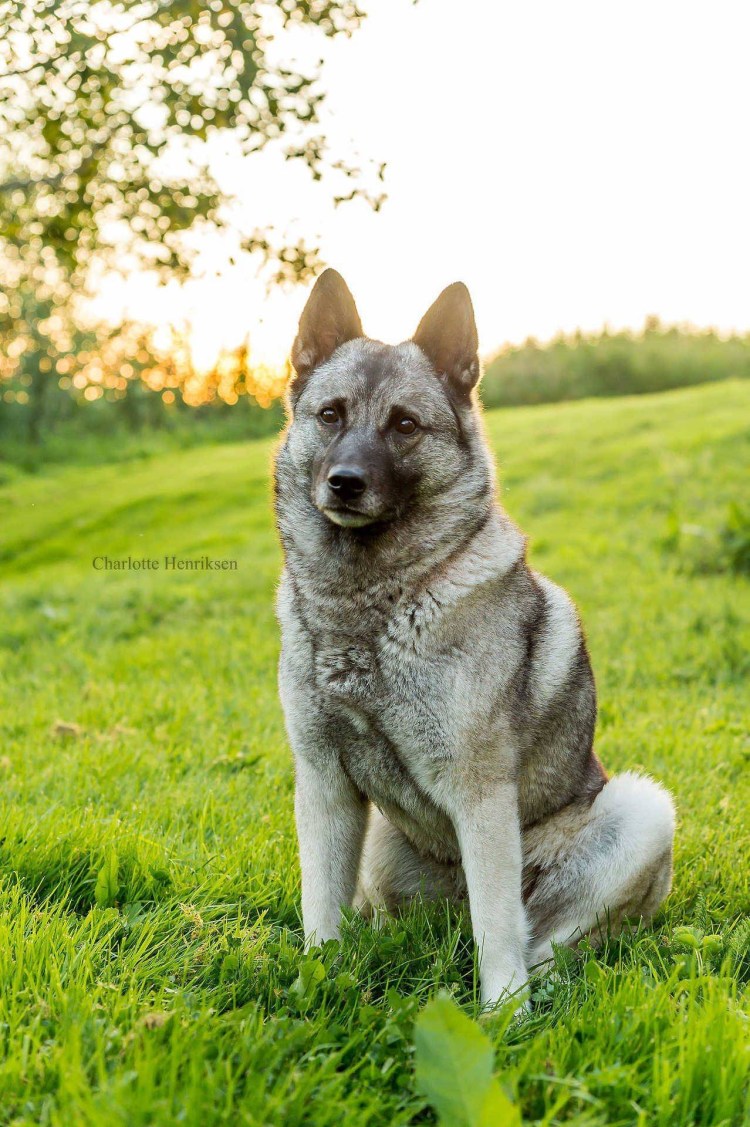 Норвежская лайка элкхаунд