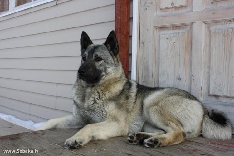 Норвежская серая лайка