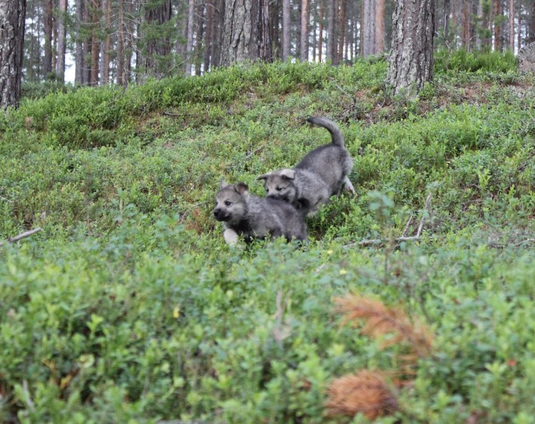 Шведская охотничья собака
