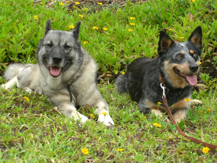 Норвежский волк собака