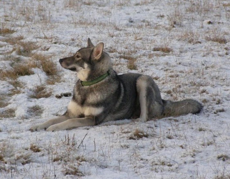 Шведская лайка емтхунд