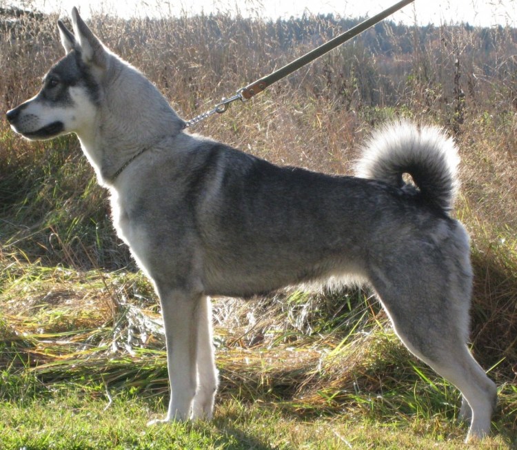 Шведский белый элкхаунд