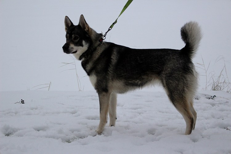 Ямтхунд источник