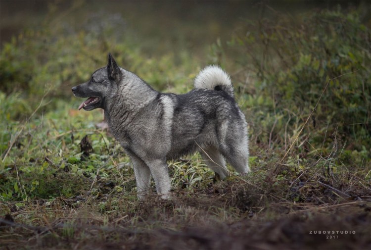 Норвегия элкхаунд