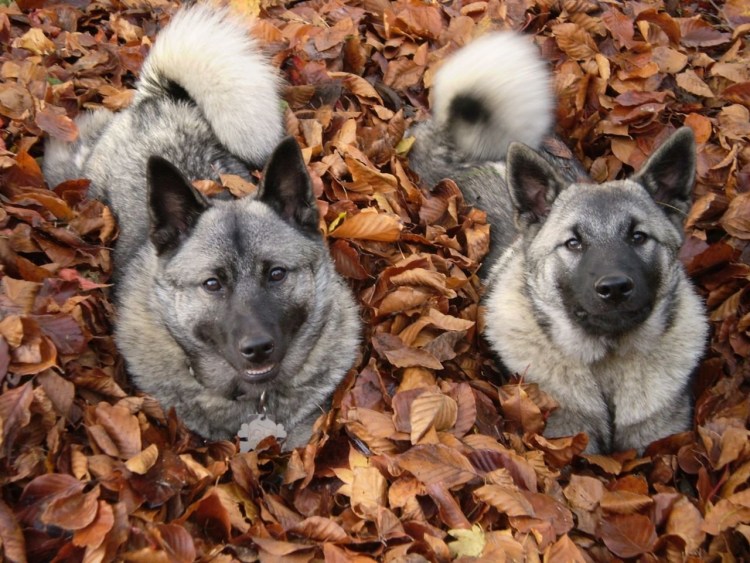 Вестготашпиц шведский вальхунд