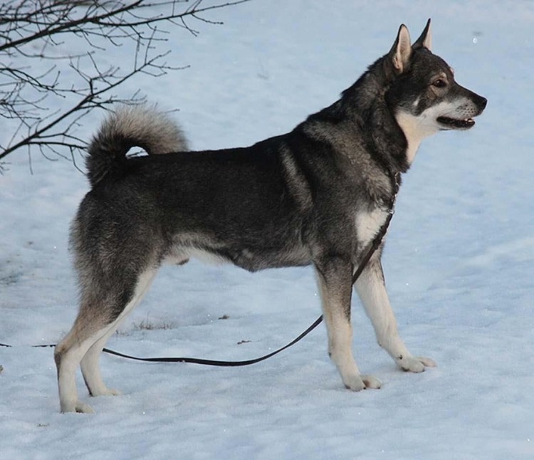 Емтландская лайка