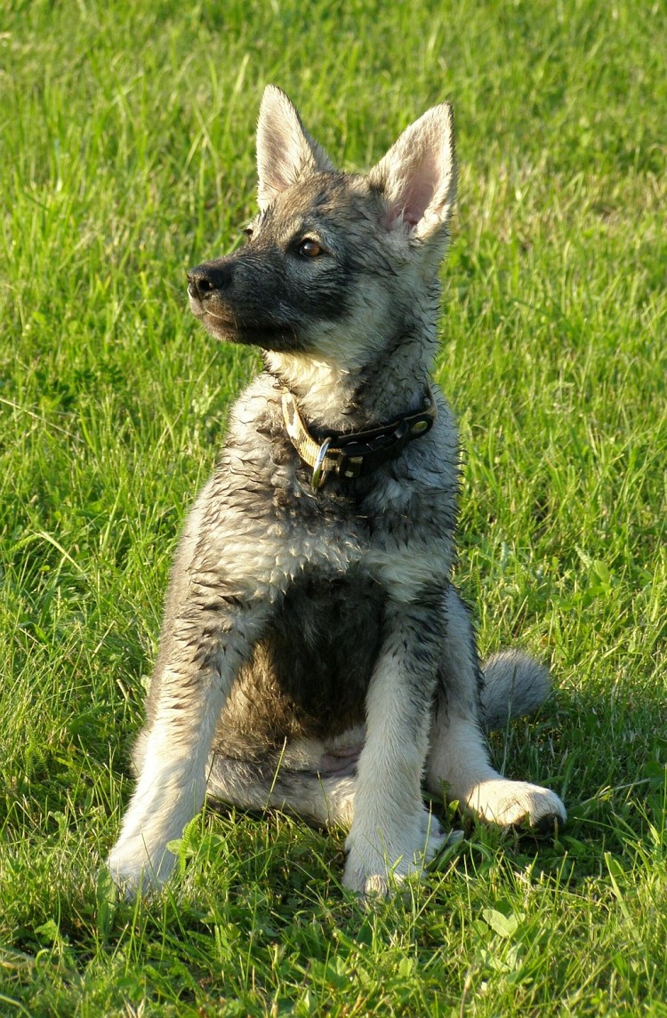 Шведская лайка емтхунд