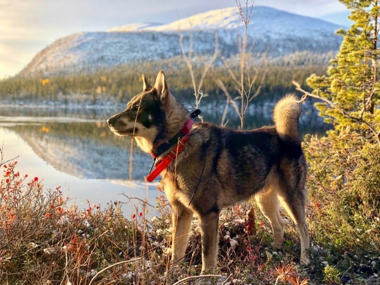 Норвежский элкхаунд на охоте