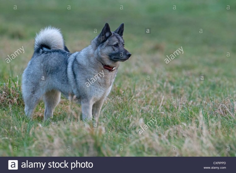 Норвежская лосиная лайка родословная