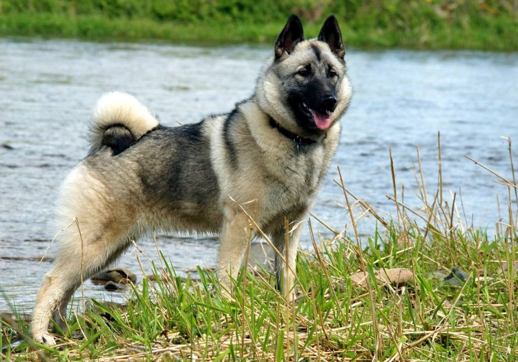 Норвежская лайка элкхаунд