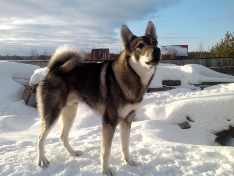 Эльгхунд шведская лайка