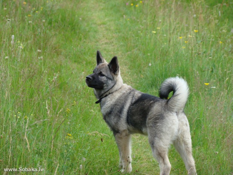 Норвежская лайка элкхаунд