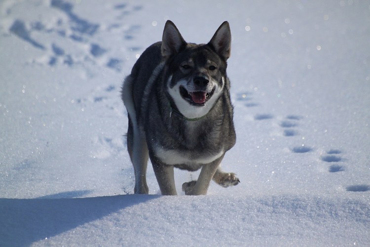Шведская лайка емтхунд