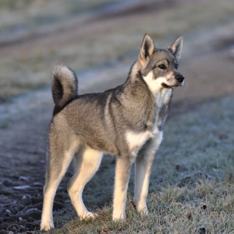 Шведский элкхаунд