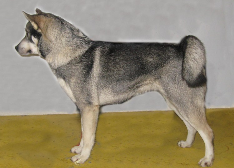 Ямхунды купить