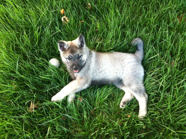 Олененок Москва