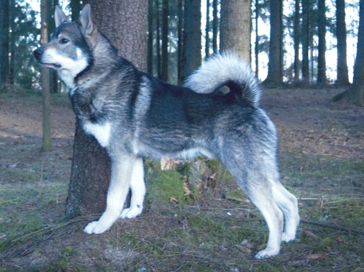 Ямтхунд источник