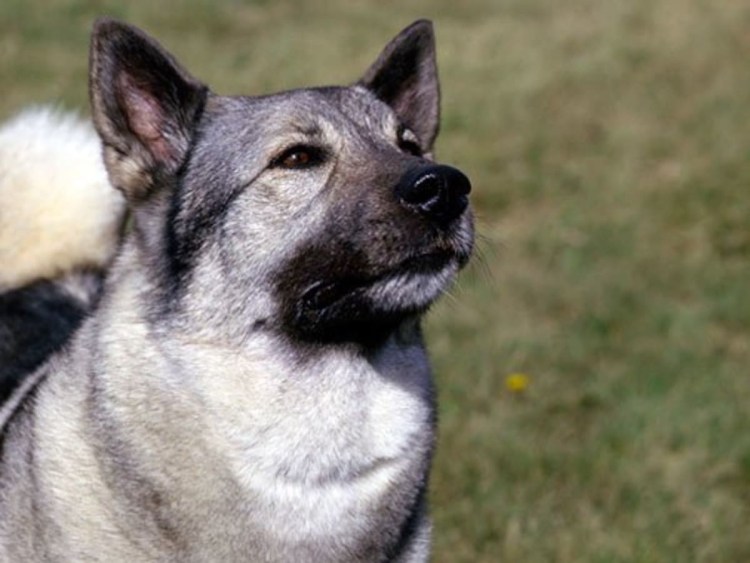 Норвежский лосось порода собаки