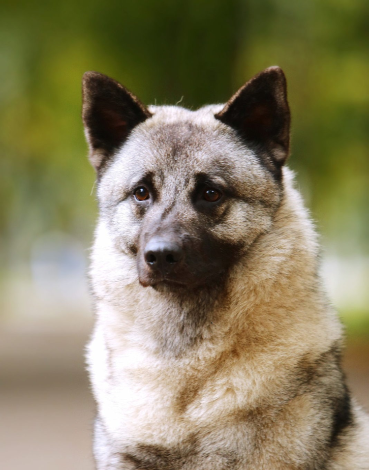 Норвежская лайка элкхаунд