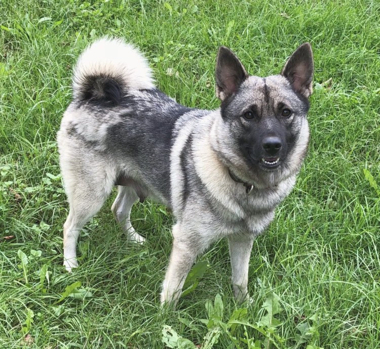 Норвежская лайка элкхаунд