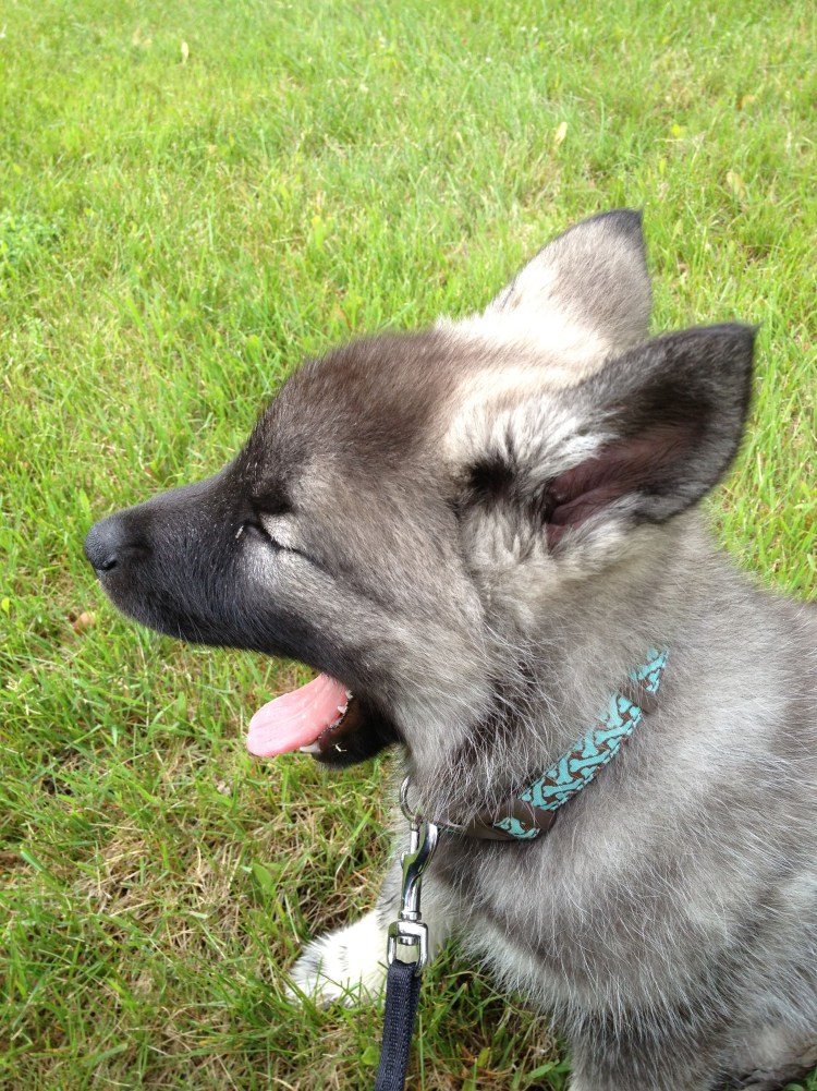 Норвежский элкхаунд питомник