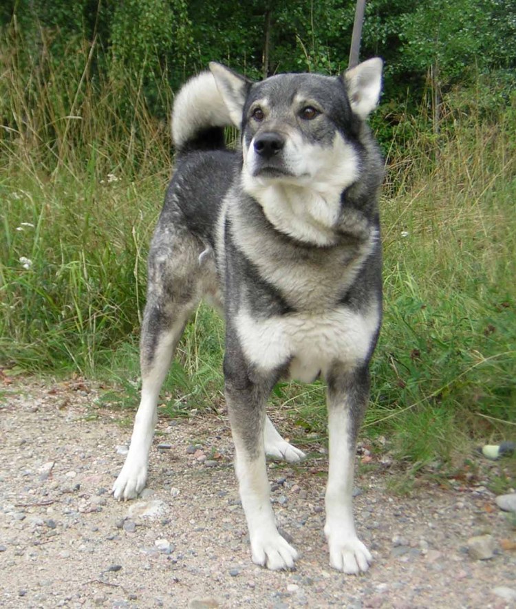 Ямтхунд лайка