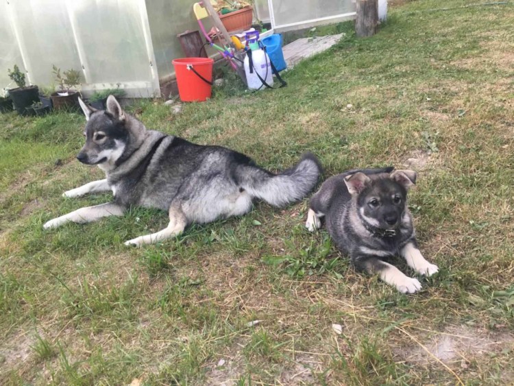 Шведская лайка емтхунд щенки