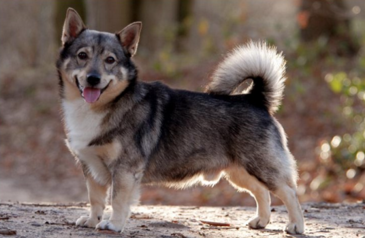 Вестготашпиц шведский вальхунд