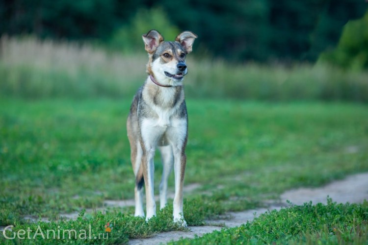 Норвежская лайка элкхаунд