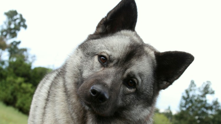 Элкхаунд Норвежская лосиная лайка