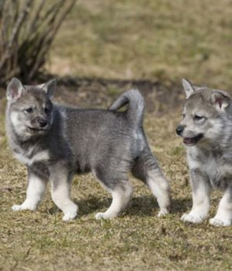 Емтхунд щенки