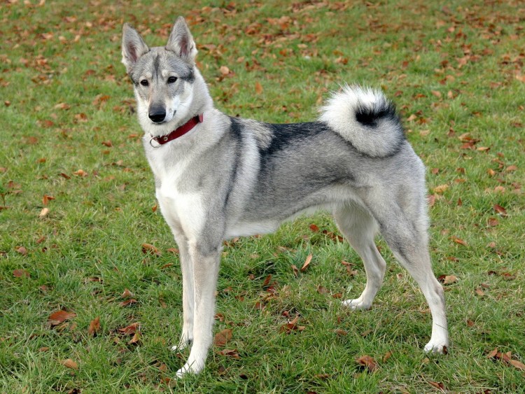 Норвежский элкхаунд с хаски