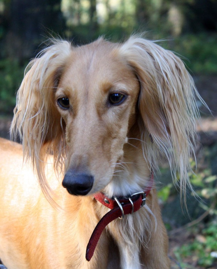 Борзая салюки