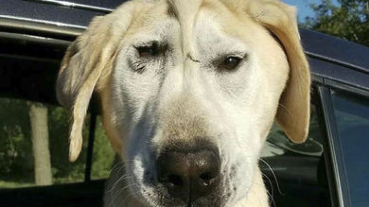 Лабрадор ретривер