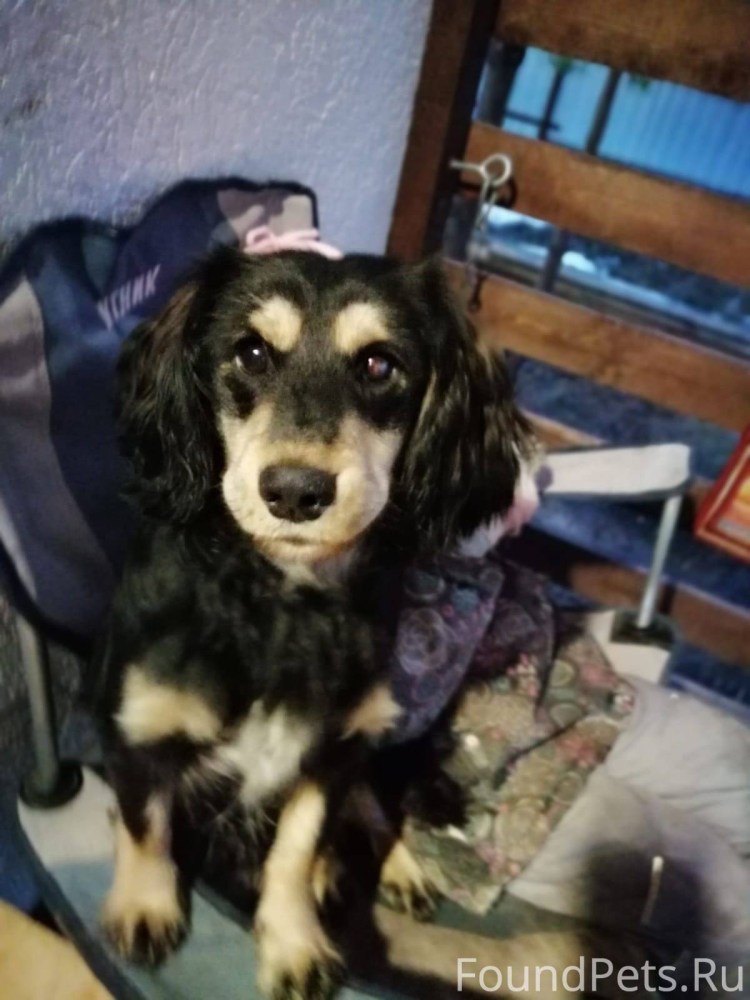 Пит Паттердейл терьер