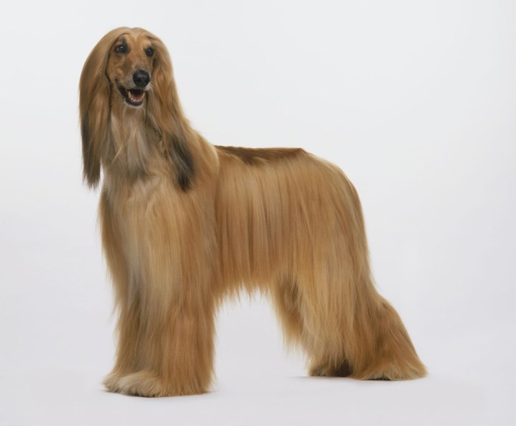 Афганская борзая коричневая