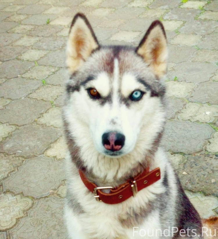 Ирландский красный сеттер