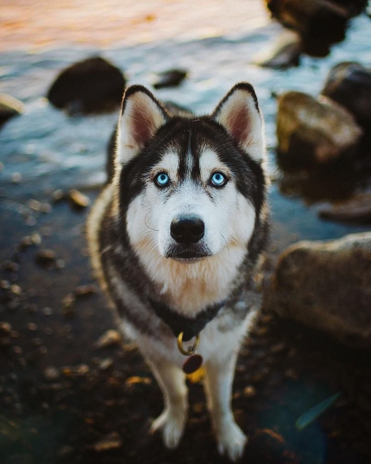 Итальянский мастиф Кане-Корсо