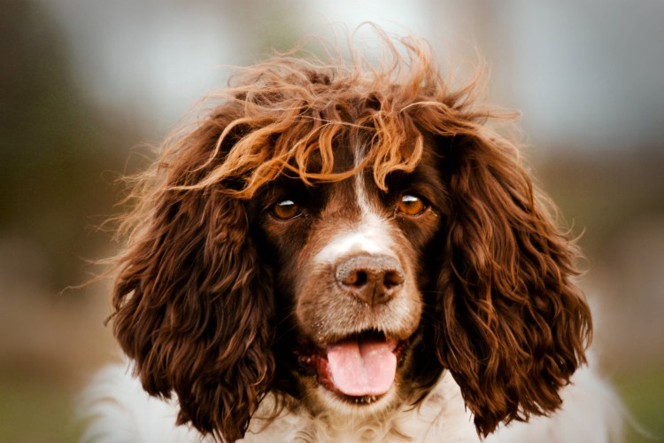Кокер спаниель кудрявый