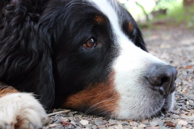 Зенненхунд глаза