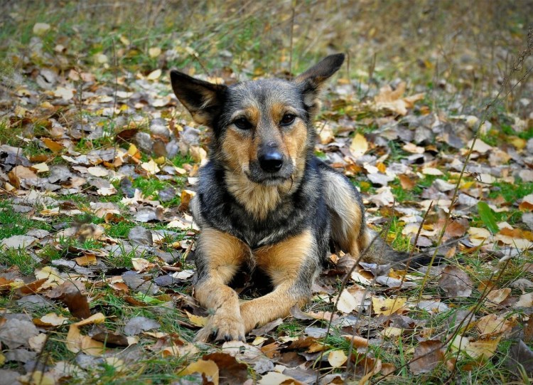 Кане-Корсо породы собак