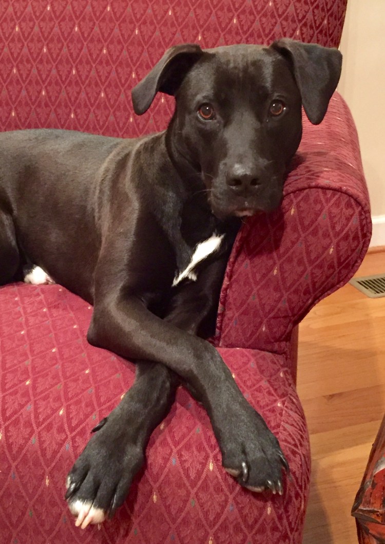 Русская псовая борзая черная