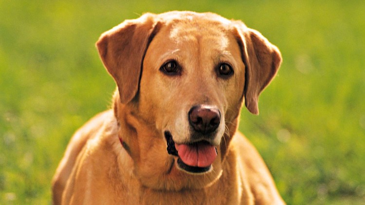 Соболиный корги пемброк