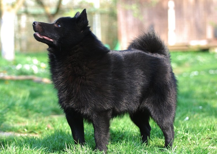 Немецкая овчарка Мерль